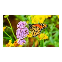 NEC Display MultiSync UN552S - 139.7 cm (55") Diagonalklasse LCD-Display mit LED-Hintergrundbeleuchtung